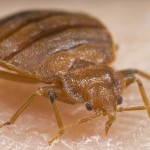 bedbug Bed Bug